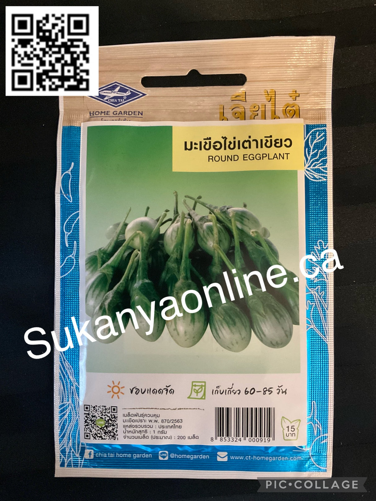 มะเขือไข่เต่าเขียว -Graine d'aubergine ronde