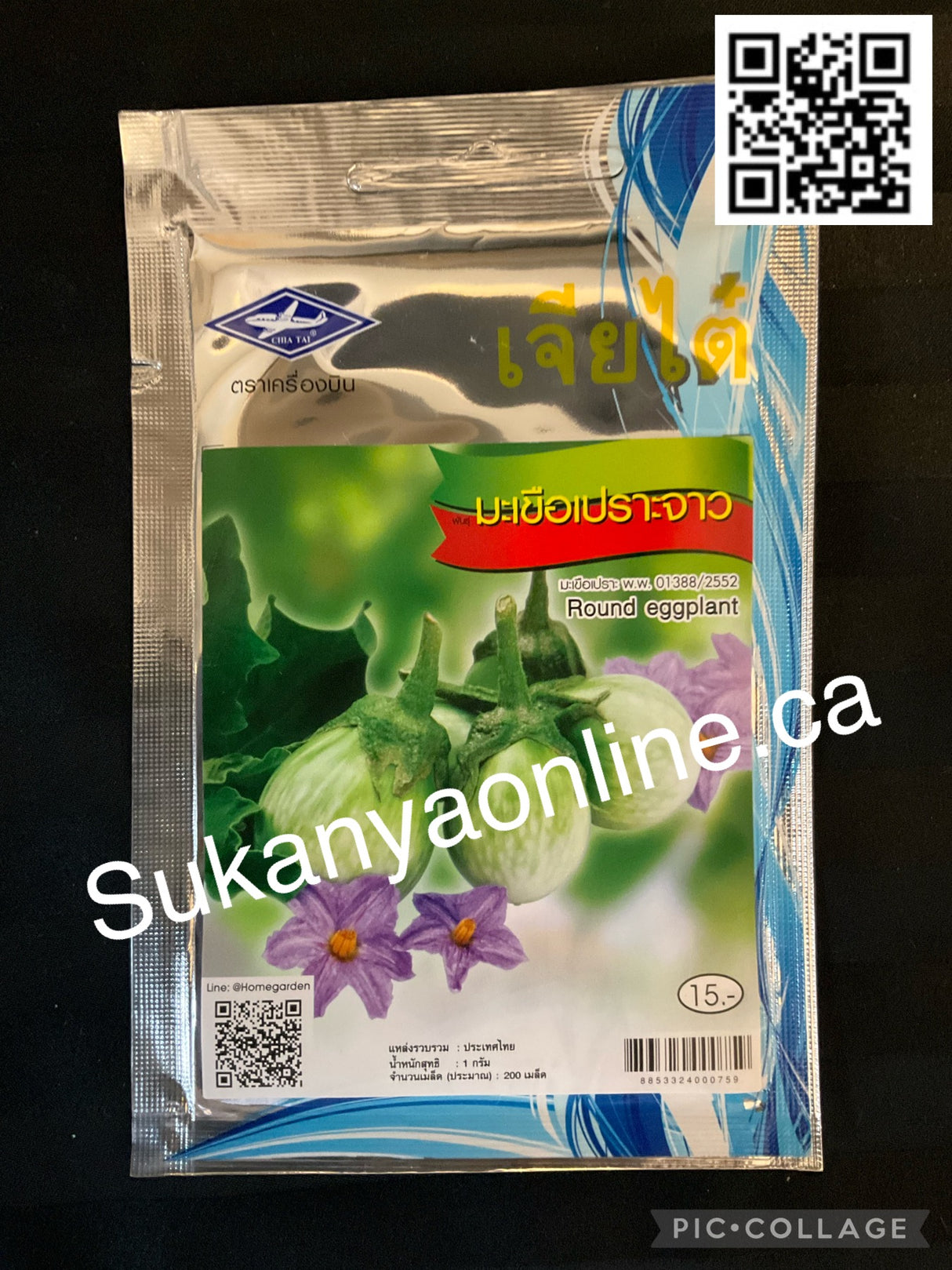 มะเขือเปราะจาว -Graine d'aubergine ronde