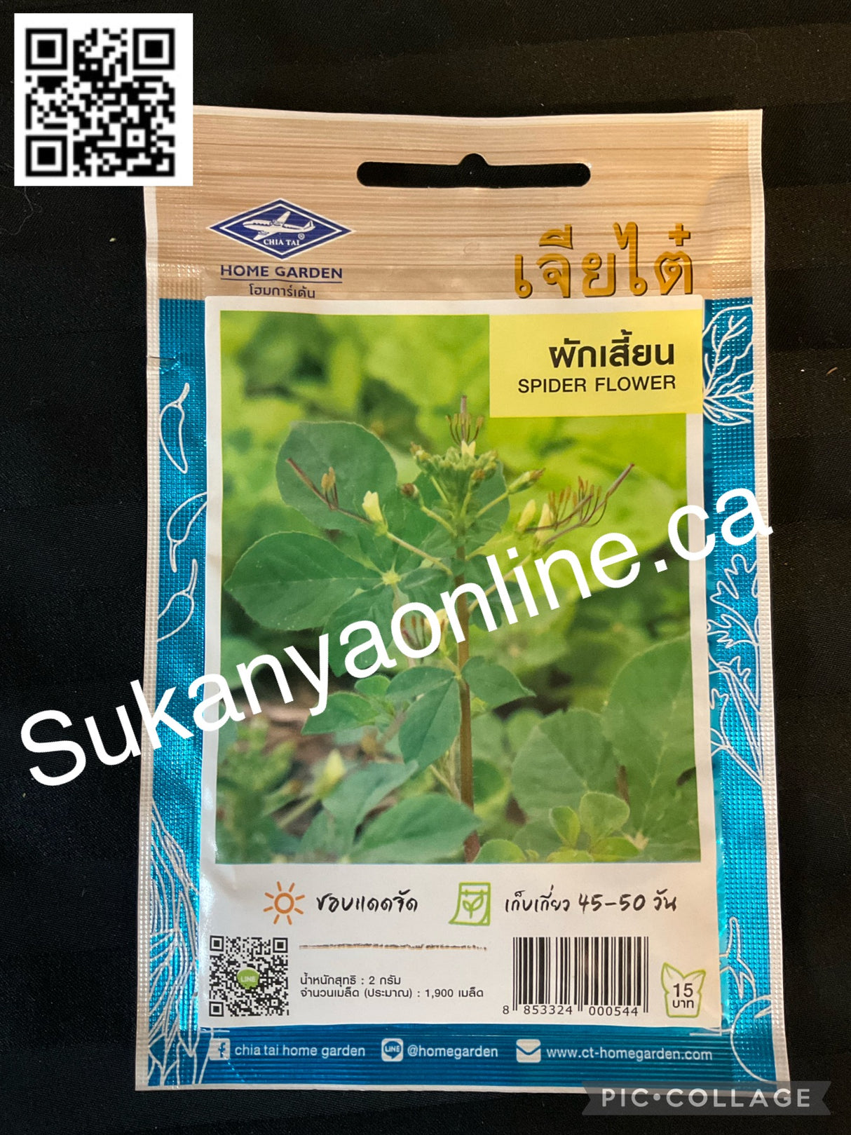 ผักเสี้ยน-Spider Flower seed