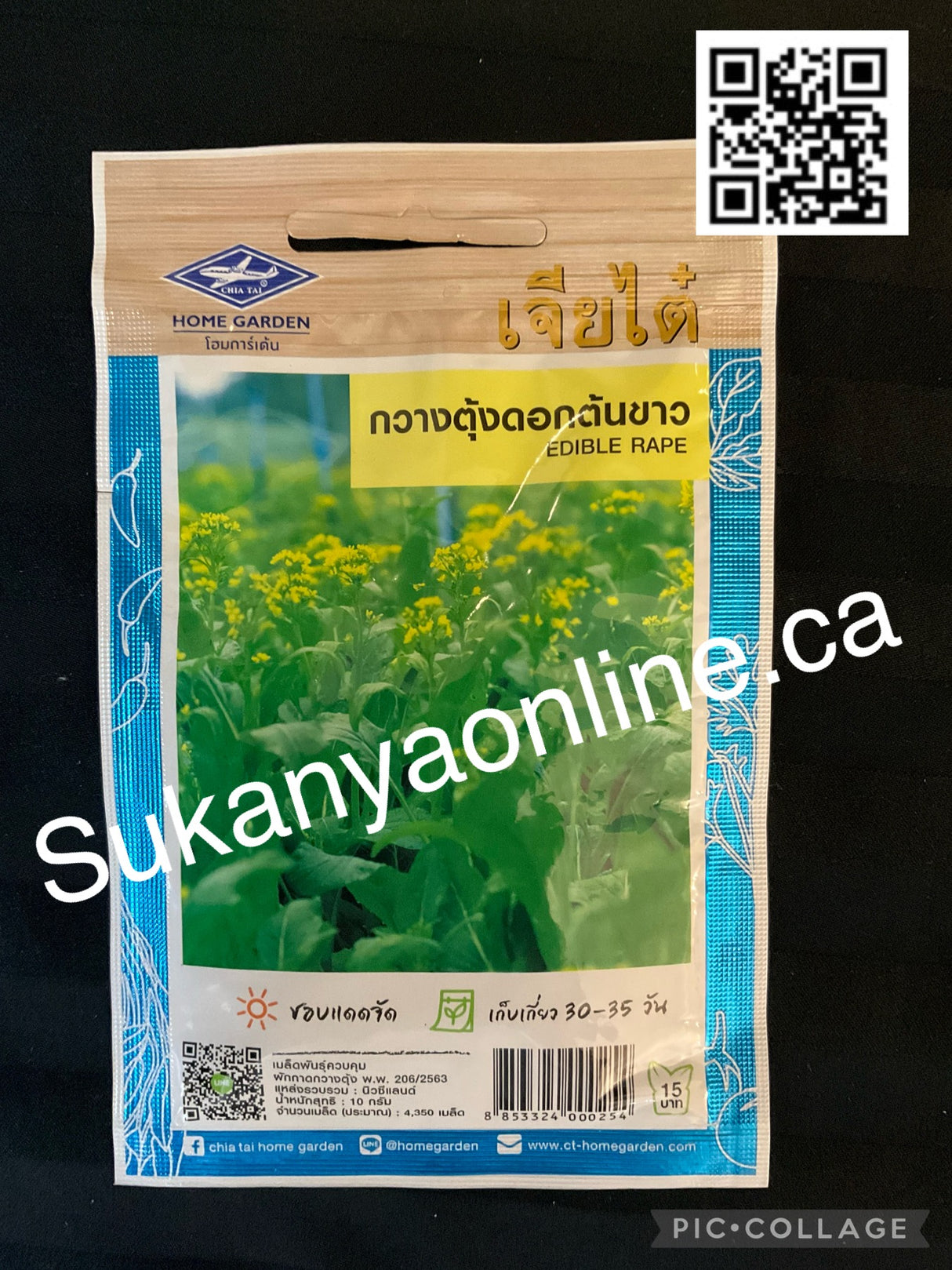 กวางตุ้งดอกต้นขาว - Edible Rape seed