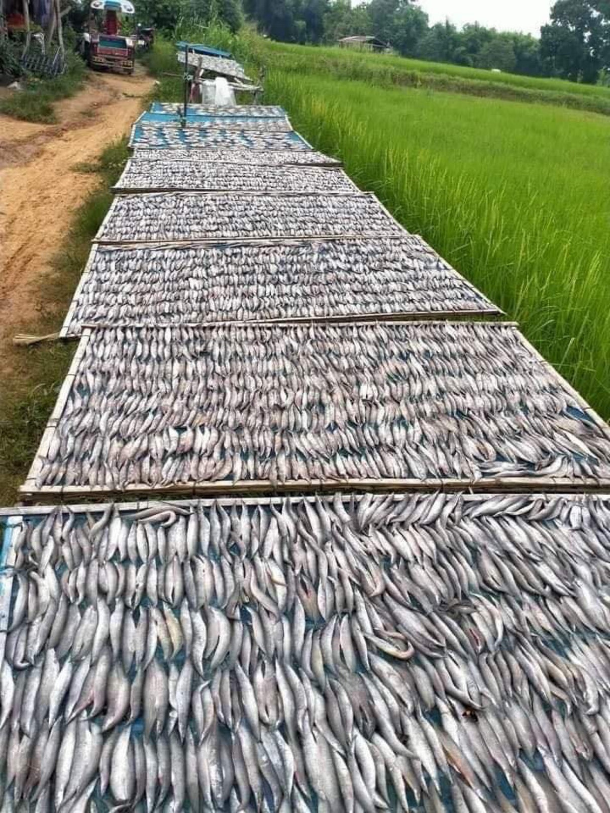 ปลาหลดตากแห้ง