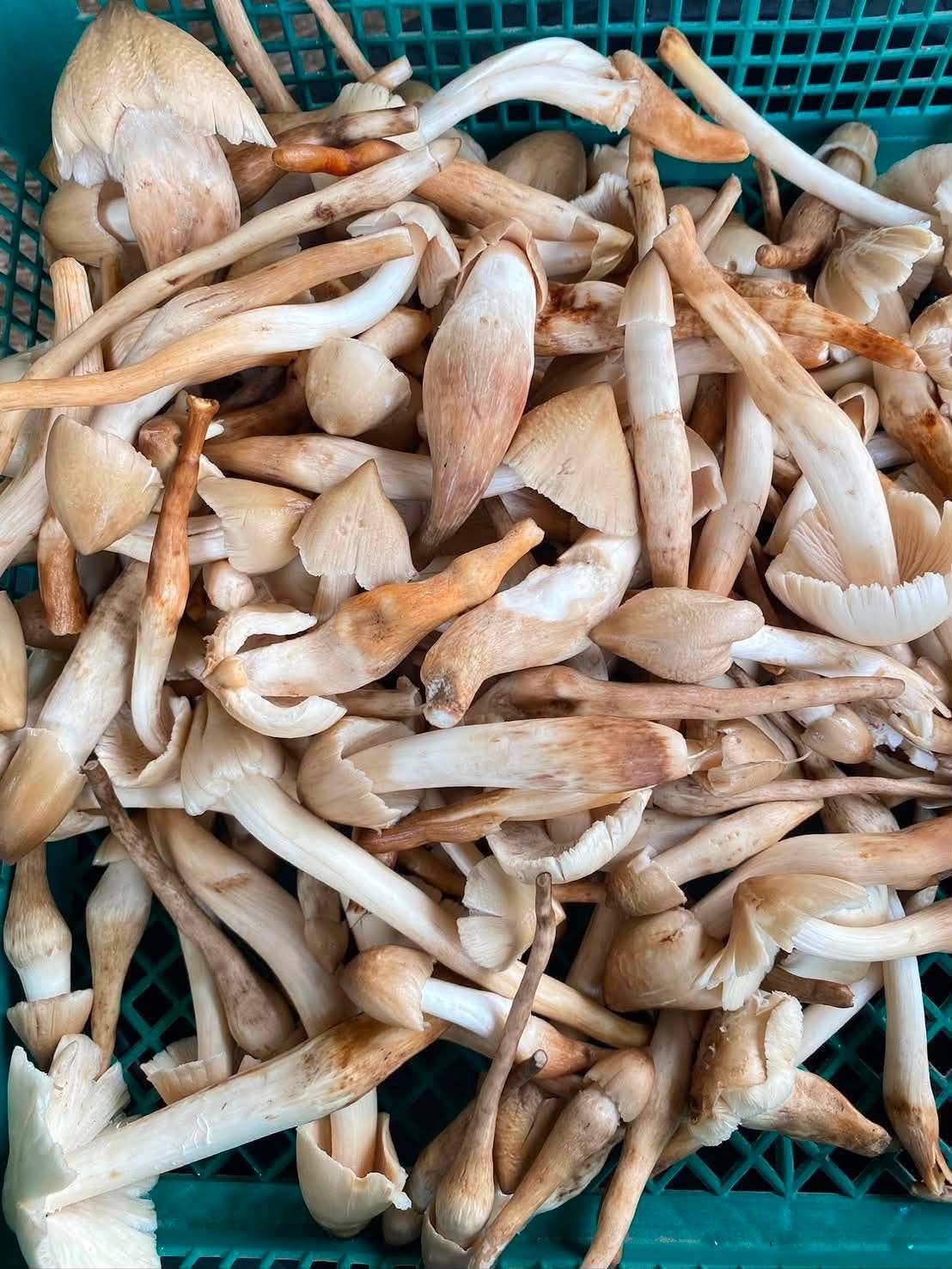 Mushroom-เห็ดปลวก