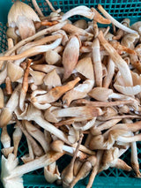 Mushroom-เห็ดปลวก
