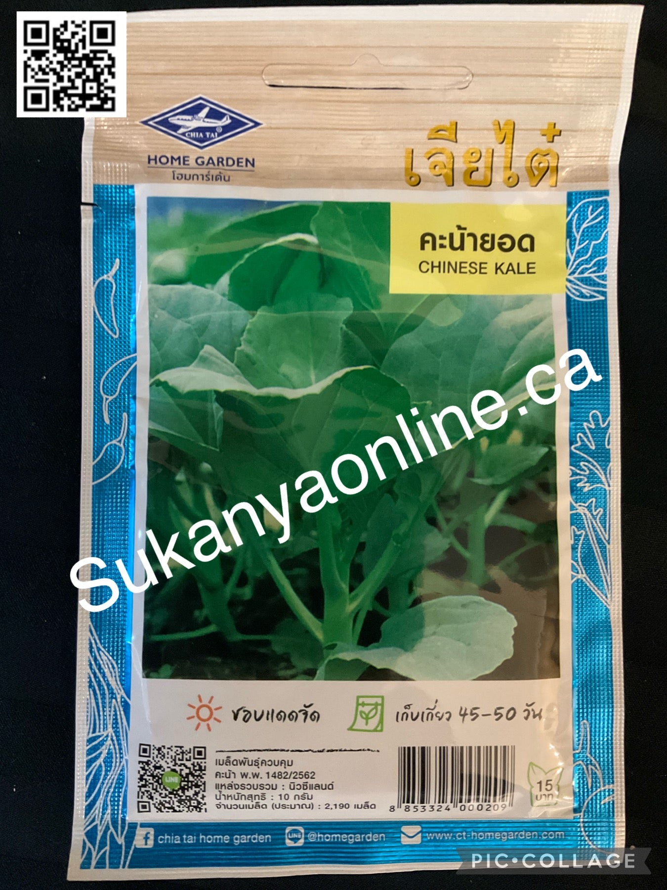 คะน้ายอด -Chinese kale seed
