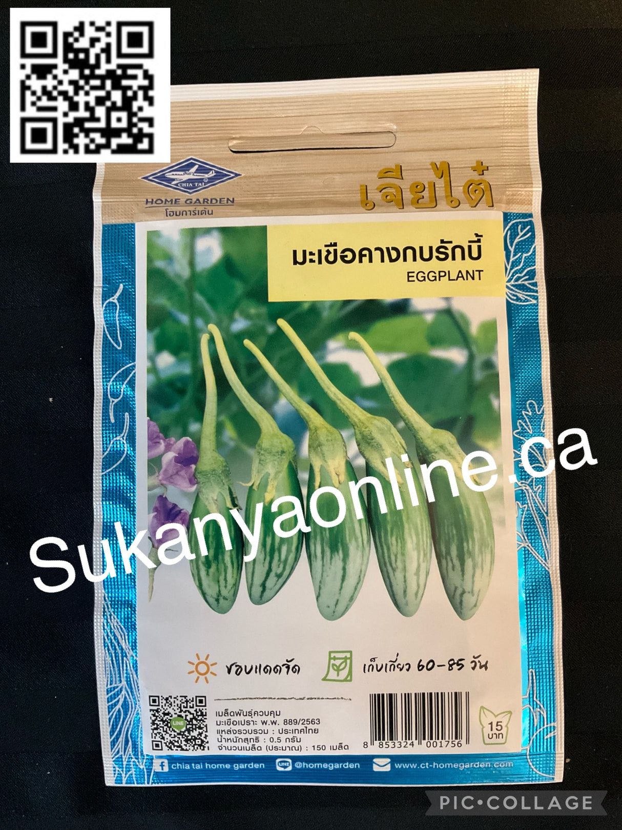 มะเขือคางกบรักบี้-Graine d'aubergine