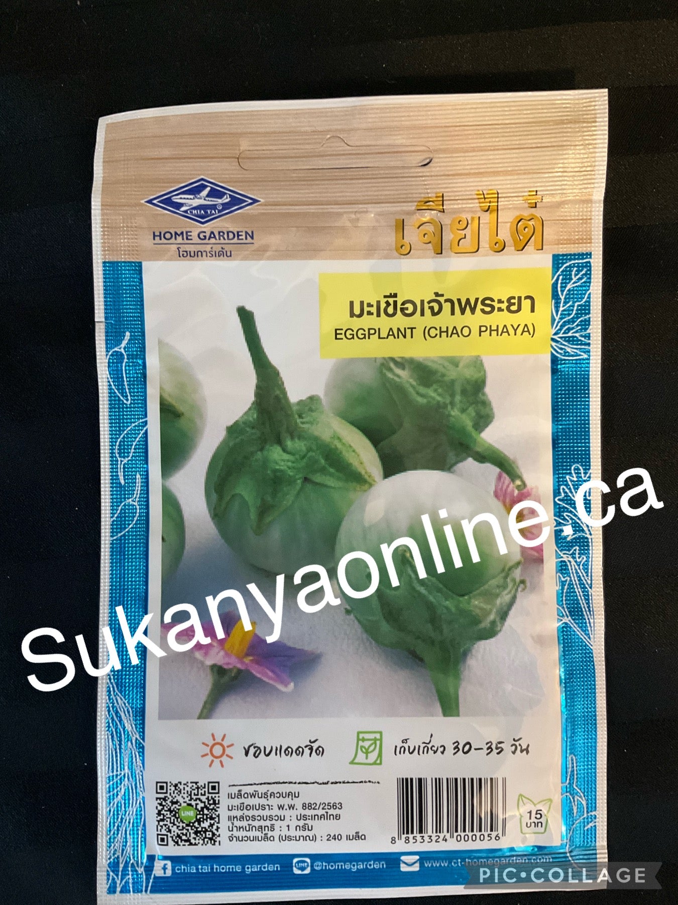 มะเขือเจ้าพระยา -Eggplant seed
