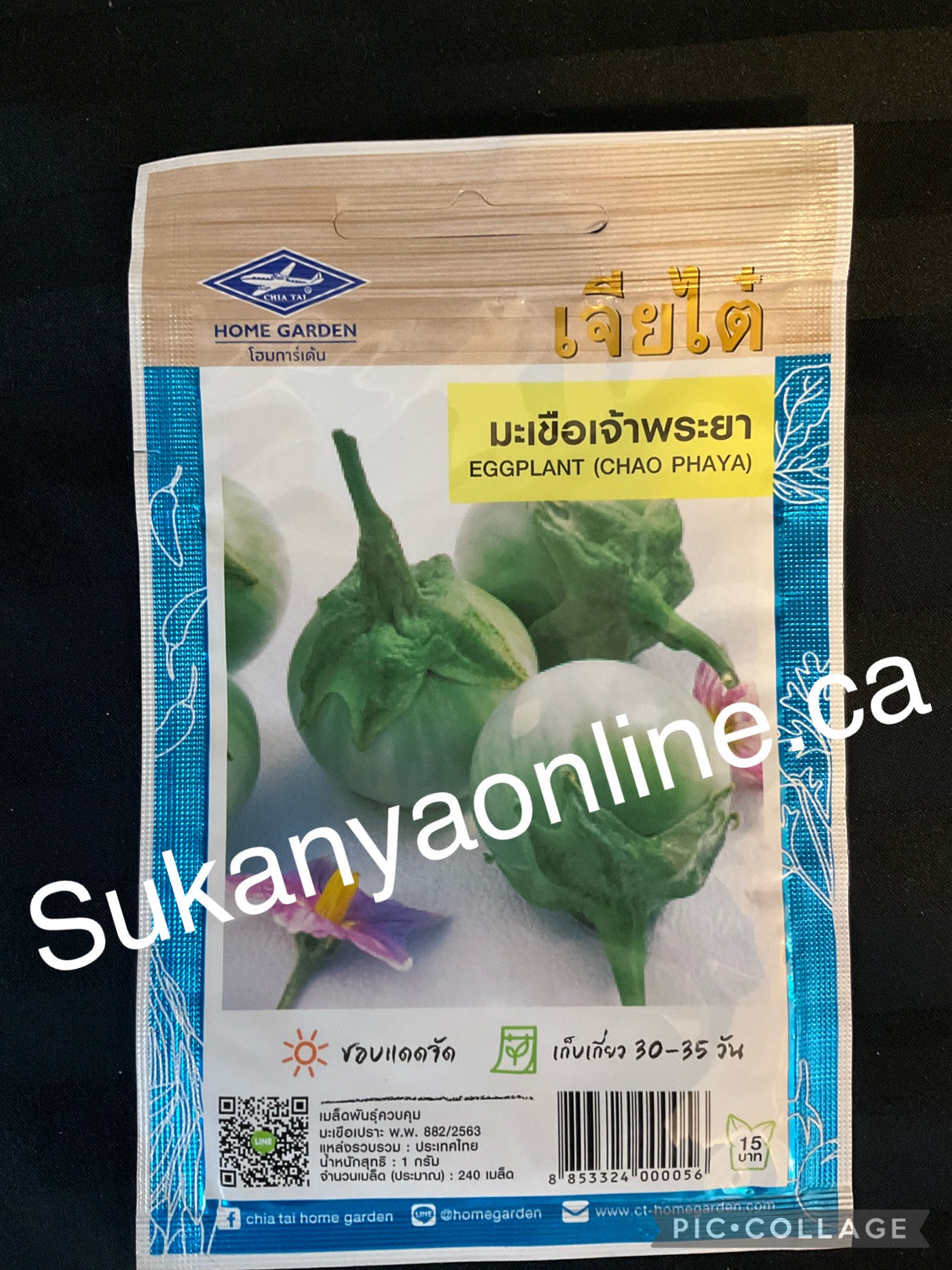 มะเขือเจ้าพระยา -Eggplant seed